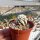 Mammillaria gracilis-Hybr. Oruga