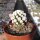 Mammillaria gracilis-Hybr. Oruga