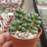 Sedum hernandezii