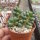 Sedum hernandezii