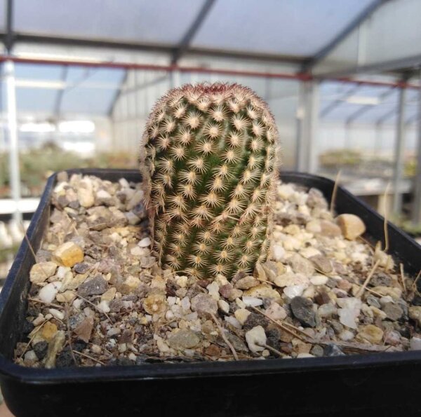 Echinocereus x bayley (dw)