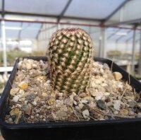 Echinocereus x bayley (dw)