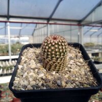 Echinocereus x bayley (dw)