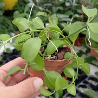 Dischidia sp. Geri