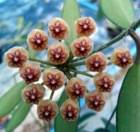 Hoya anncajanoae