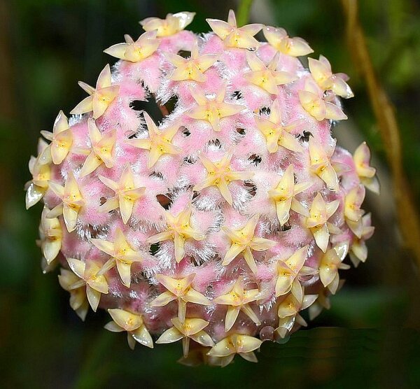 Hoya erythrostemma cv. Pink Flower