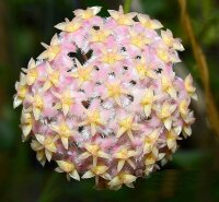 Hoya erythrostemma cv. Pink Flower
