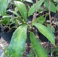 Hoya estrella sp. IML1255