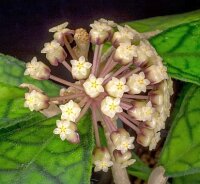 Hoya finlaysonii cv. Naeva
