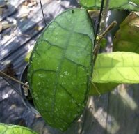 Hoya finlaysonii cv. Naeva