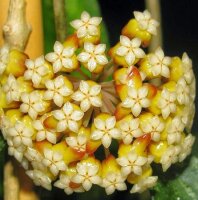 Hoya finlaysonii cv. Chicken Farm