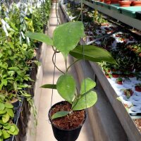 Hoya finlaysonii cv. Chicken Farm