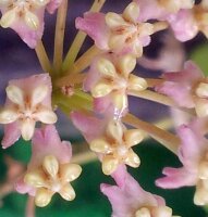Hoya myrmecopa