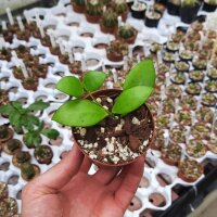 Hoya myrmecopa