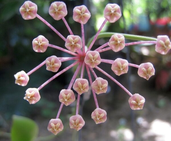 Hoya pallilimba