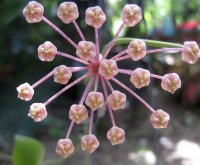 Hoya pallilimba