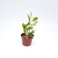 Hoya pallilimba