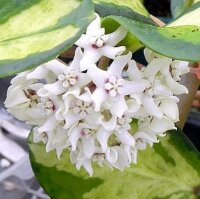 Hoya australis variegata