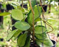 Hoya australis variegata