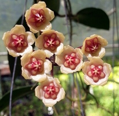 Hoya benchaii