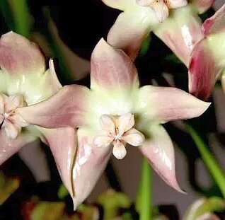 Hoya imperialis Palawan