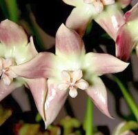 Hoya imperialis Mary’s Cottage Palawan