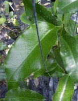 Hoya imperialis Mary’s Cottage Palawan