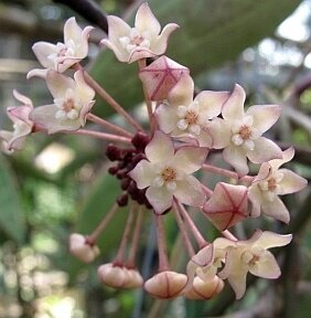 Hoya macrophylla