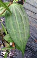 Hoya macrophylla
