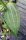 Hoya macrophylla