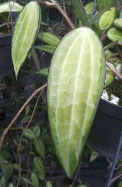 Hoya macrophylla variegata