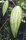 Hoya macrophylla variegata
