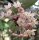 Hoya macrophylla variegata