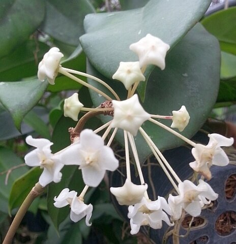 Hoya monetteae