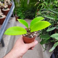 Hoya monetteae