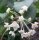 Hoya monetteae