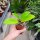 Hoya monetteae
