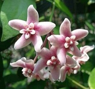 Hoya naumannii