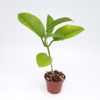 Hoya naumannii