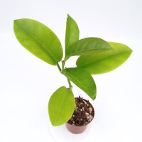 Hoya naumannii