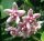 Hoya naumannii