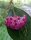 Hoya paulshirleyi UT 009