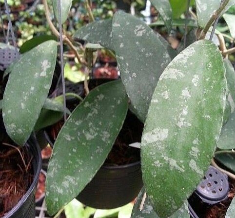 Hoya phuwuaensis