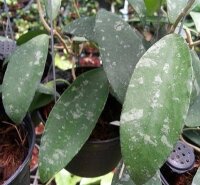 Hoya phuwuaensis