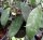 Hoya phuwuaensis