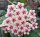 Hoya phuwuaensis