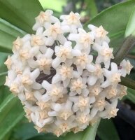 Hoya oreogena
