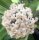 Hoya oreogena