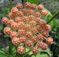 Hoya rosarioae