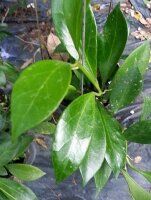 Hoya rosarioae